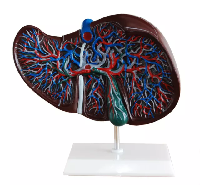 AjantaExports Liver Model Anatomical Human Model