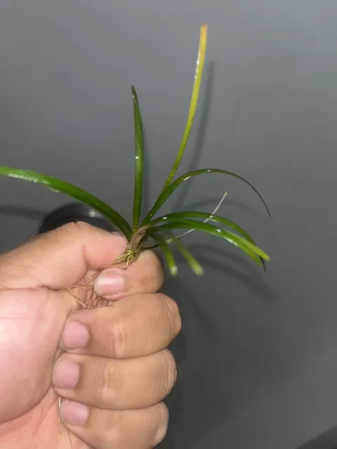 10+ Dwarf Sagittaria Buy 2 Get 1 Free