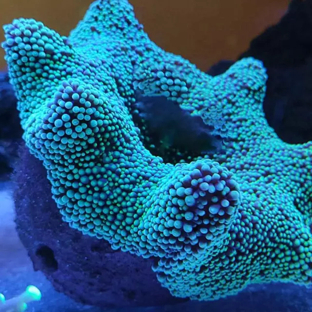 Anemone-Nest Live Rock Made Prevent Running Away Clay Reef Tank Aquari`