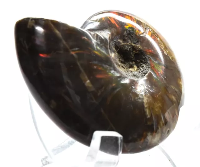 2.1 " Rouge Flash Feu Ammonite Coque Fossilisé Ammolite Spirale Spécimen