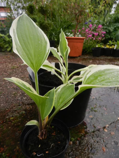 Hosta  Funkie  TAMBOURINE