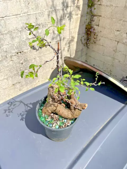 Blackthorn bonsai tree - Prunus spinosa (outdoor)