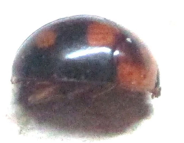 M018 PA : Nitidulidae species? 4mm***********************************