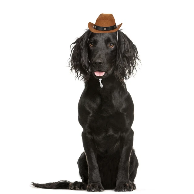 Costumi Per Cani Di Piccola Taglia Halloween Cappello Da Gatto