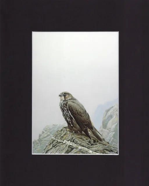 8X10" Matted Print Art Painting Picture, Robert Bateman: Gyrfalcon Bird, 1972