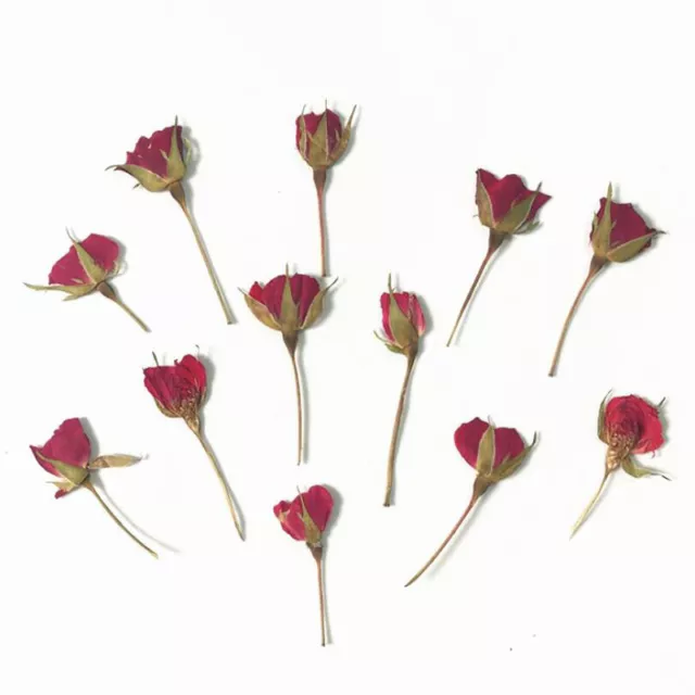 12Pcs/Lot Real Dried Rose Flower DIY Home Ornament UV Resin Mold Jewelry Maki SC