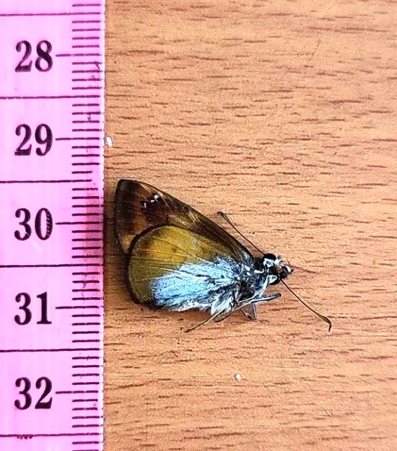 LEPIDOPTERA Hesperiidae specie     N°A279    FROM PERU