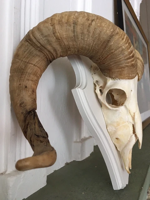 IMPOSANT TROPHÉE DE Chasse Tête De Sanglier Taxidermie cabinet de curiosité EUR 400,00 - FR