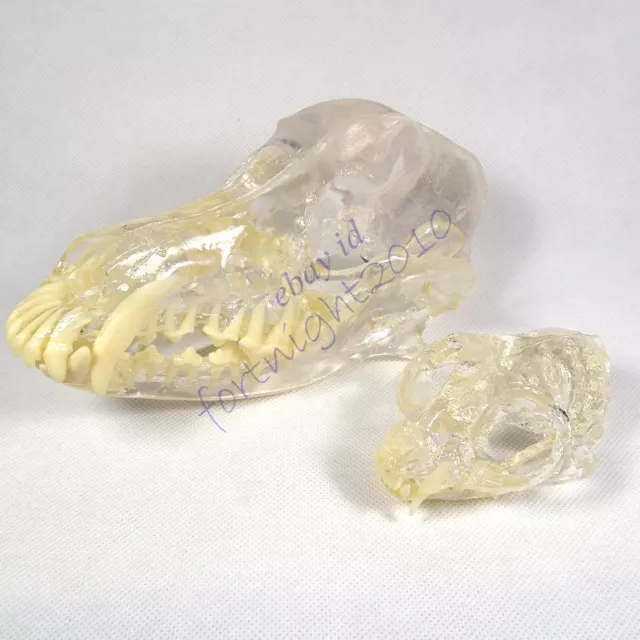 Canine +feline Skull clear Anatomy jaw vet Veterinary &Teeth tooth teach Model