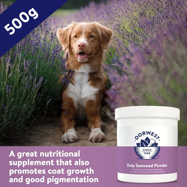 DORWEST HERBS KELP Seaweed Powder 500g, Natural Powder for Dogs and