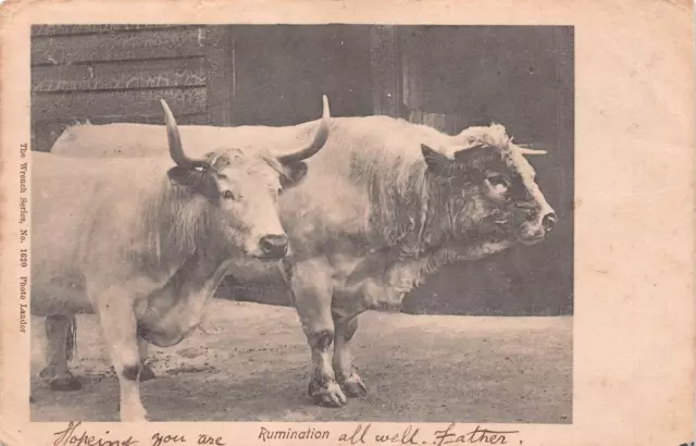 Postcard - Rumination - Cows - Undivided Back - 1903 - Wrench Series