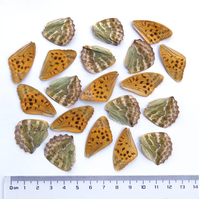 GIFT 32 pcs  REAL BUTTERFLY / insect wing material  DIY artwork jewelry  #67