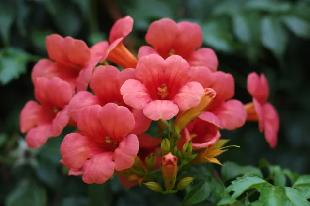 SAMEN Eine wunderschöne Gartenpflanze mit imposanten roten Blüten: die Kletter