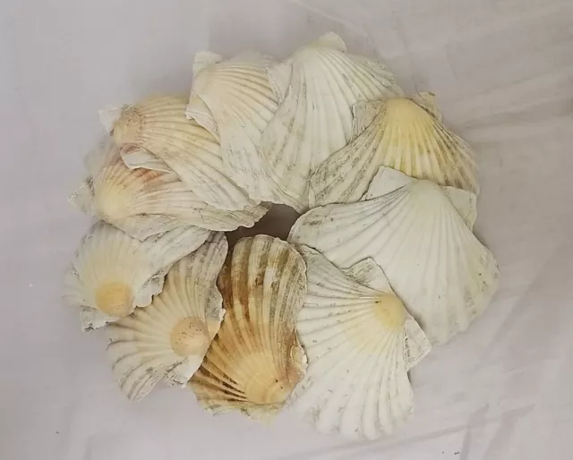 20 x Large Clean Cornish Natural Scallop Shells 10-12cm ~ Choose Cupped or Flat