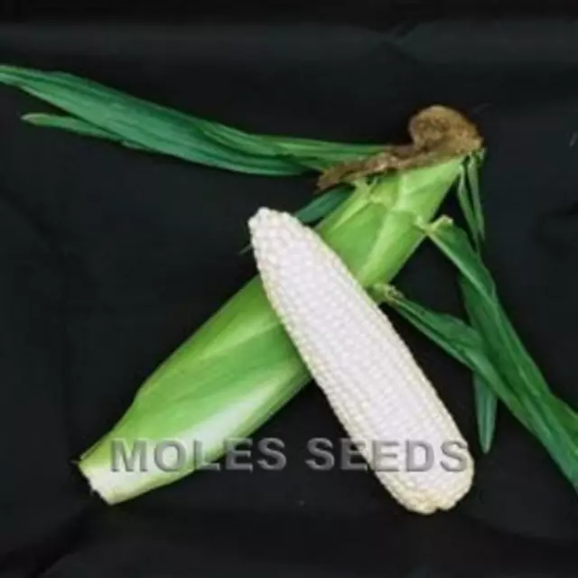 White Sweet Corn F1 White Lady,Seeds, Bulk  Amounts,New 2024 Stock