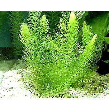 BUY 2 GET 1 FREE Hornwort Coontail Bunch 2-3 Stems Live Aquatic Plant