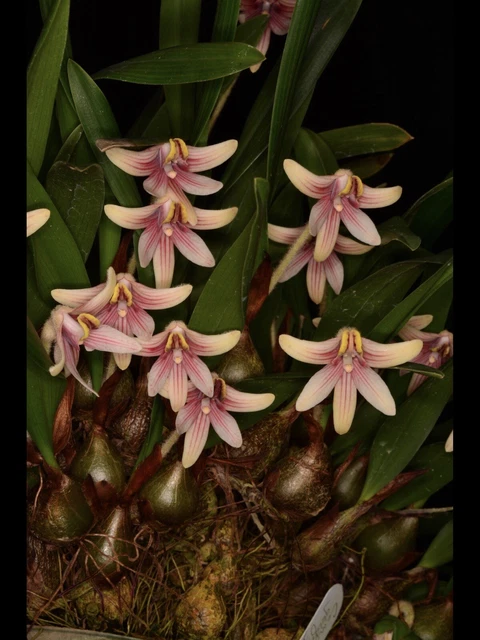 ORCHID SPECIES CAMPANULORCHIS globifera ‘In Situ’ CCM/AOS EUR 20,37