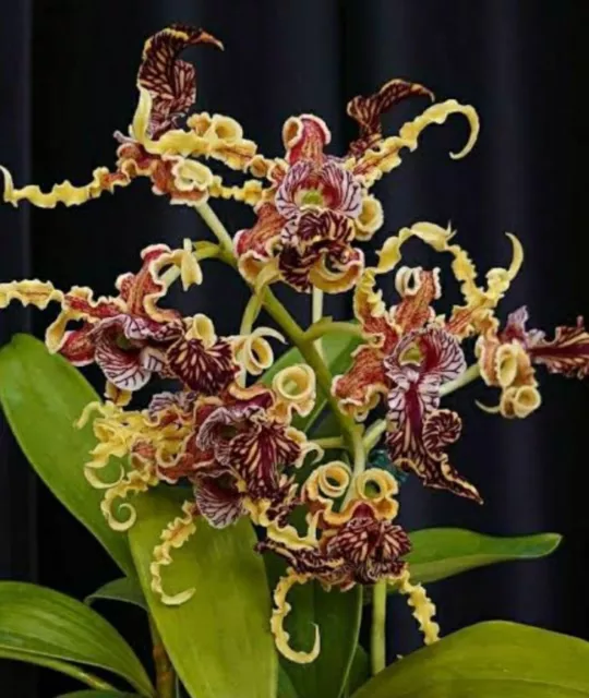 Orchid - Species Dendrobium Spectabile