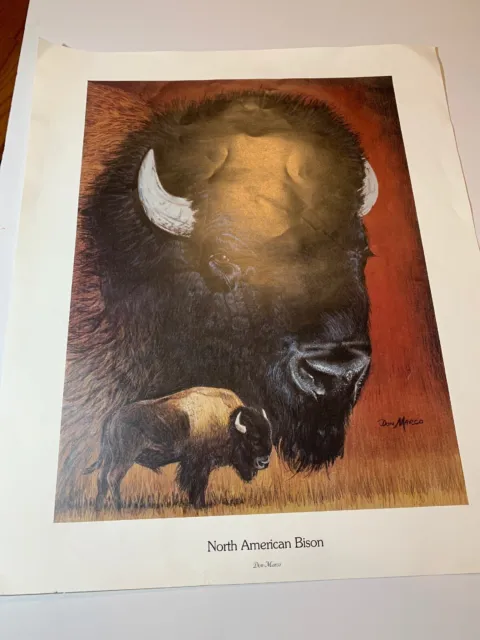 American Bison ART Print Wildlife Print Don Marco Artist Print 24 x x20"