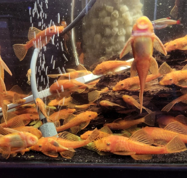 SUPER RED Bristlenose Pleco - 1.5" pack of 8 2