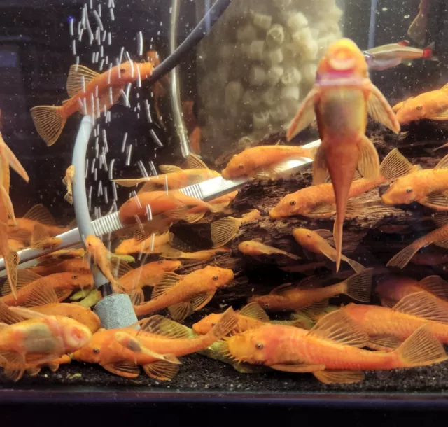 SUPER RED Bristlenose Pleco Colony Pack - 1 Male 1 Female & 6 Juvi fish