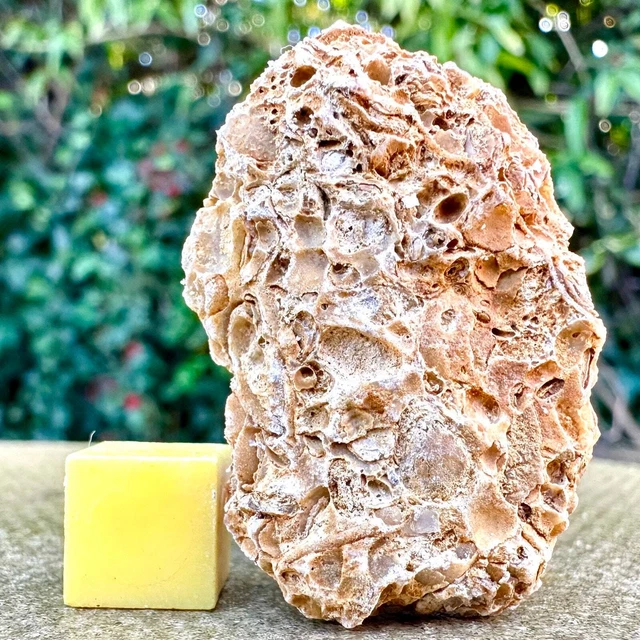 Jurassic Coral Fossil from Wiltshire, UK - Genuine Fossils for Sale