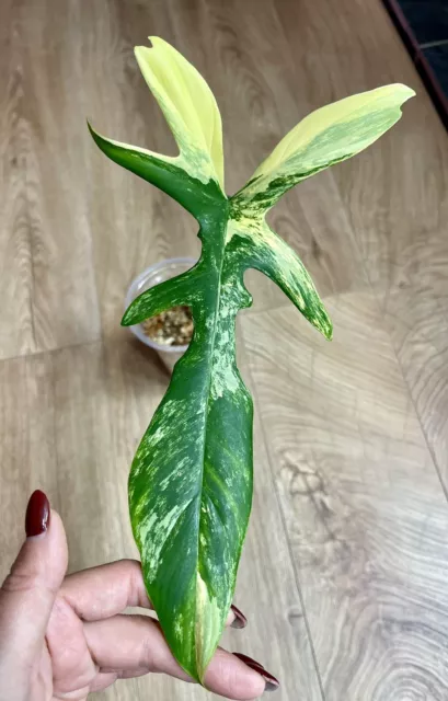 Philodendron Mayoi X Florida Beauty Hybrid One Leaf Rooted Cutting