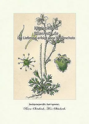 Rasen Steinbrech Moos Steinbrech Bedecktsamer Saxifragaceae Vilmorin A3 085