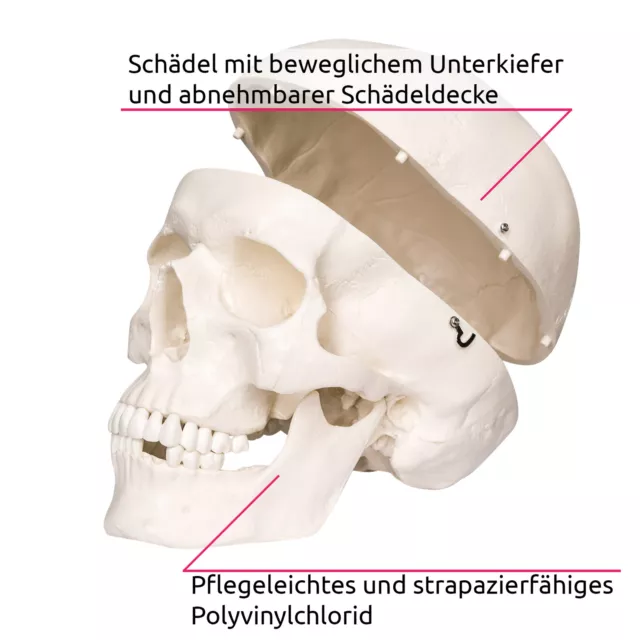 Menschliches Stativ Skelett Modell Anatomie Lehrmodell + Abdeckung + Poster 3