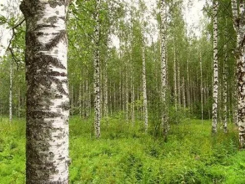 250 Birkensamen, Birke, Betula pendula alba, Samen, Weissbirke, Hängebirke