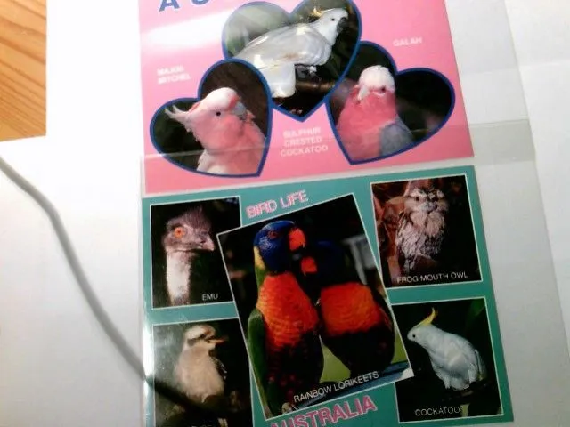 Australian Fauna. Bird Life. Set 2 x Mehrbild AK farbig, ungel. ca 80ger Jahre,