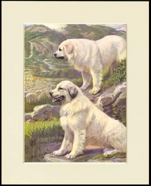 Pyrenean Mountain Dog Dogs Guarding Flock Lovely Print Mounted Ready To Frame