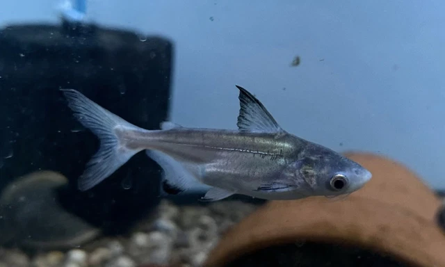 Hifin Paroon Catfish 2.5”-Live Freshwater Tropical Aquarium Fish