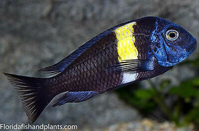(1) Duboisi Tropheus Live Fish Tanganyika 1.0-1.5 inch Cichlid