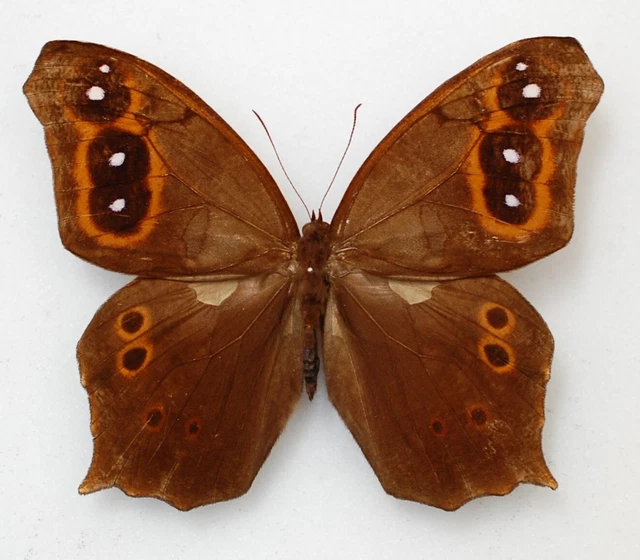 male Antirrhea phasiana from Carpish, Huanuco Peru