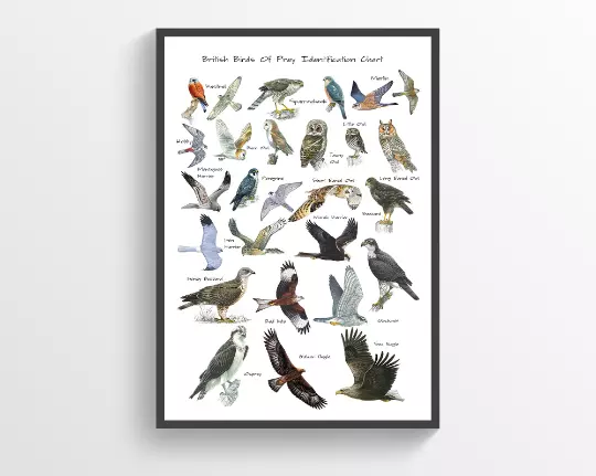 British Birds of Prey & Owls Identification A3 Poster, Art Print, Chart