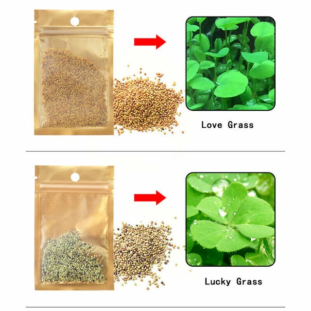 AQUARIUM PLANT SEEDS Fish Tank Water Grass Ground Covering Plants 2