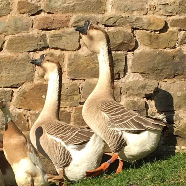 4 African Goose hatching eggs.