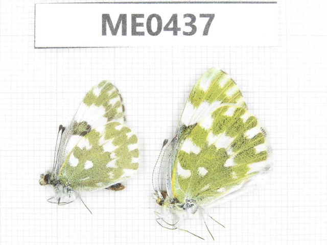 Butterfly. Pontia edusa. Jilin, Baishan, Fusong county. 1P. ME0437.