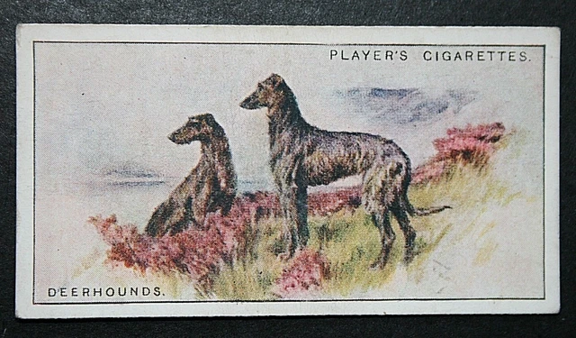 SCOTTISH DEERHOUNDS  Vintage 1920's Illustrated Card  SC23