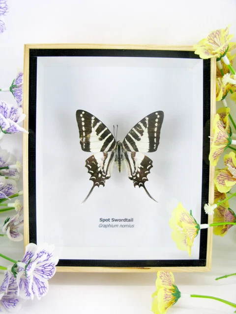 Spot Swordtail  real beautiful butterfly prepared and mounted in the 3D showcase