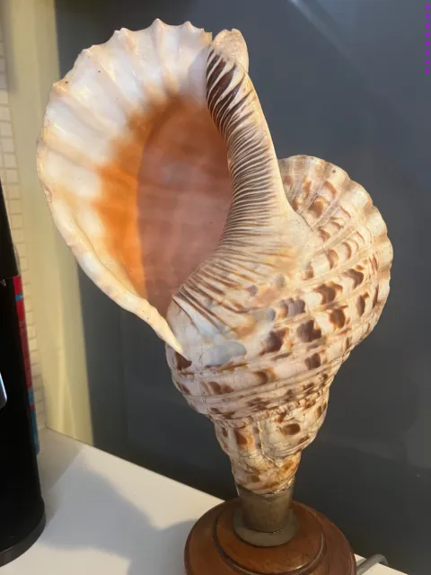 Shell. Trumpet Titan Conch Shell Lamp. Shell circa 1904. Base added 1930's