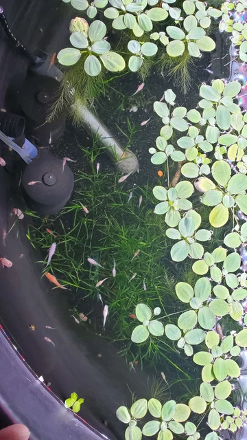Medaka Japanese Rice Fish - [Tricolor] - Group of 6 Juvenile Fish