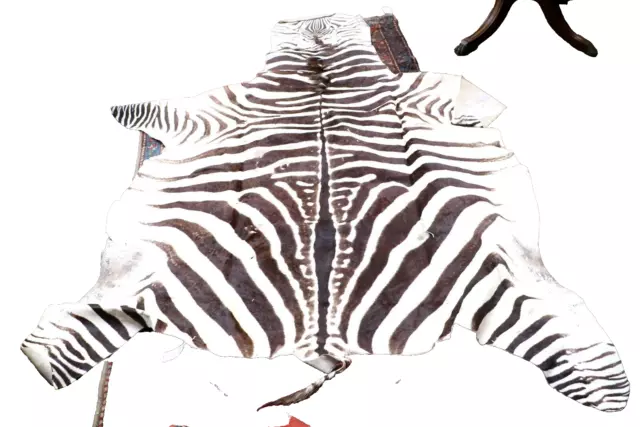 Zebra Skin Rug Large Burchell's 2.5m Taxidermy 20th century