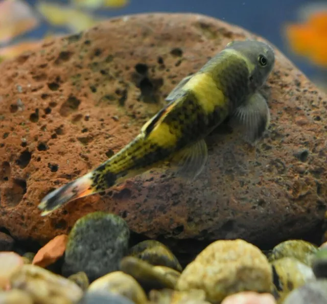Live Panda Garra Flavatra 2" (Pack of 3 Juvenile Aquarium Fish) *PLS READ DESCR*