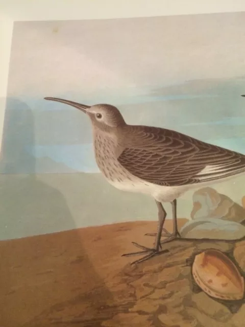 Dunlin Red Backed Sandpiper Audubon Bird Print Picture Poster 182