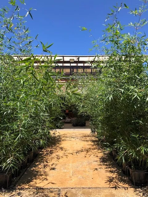 1 x 300mm pot 2.5 tall Slender Weaver Gracilis Bamboo Plants. Screening, hedge.
