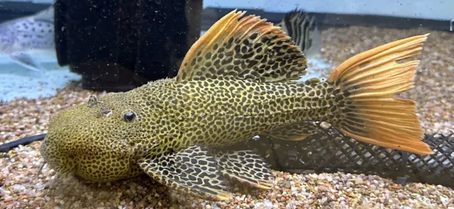 XL L600 Leopard Cactus Pleco 9-10” -Live Freshwater Tropical Aquarium Fish
