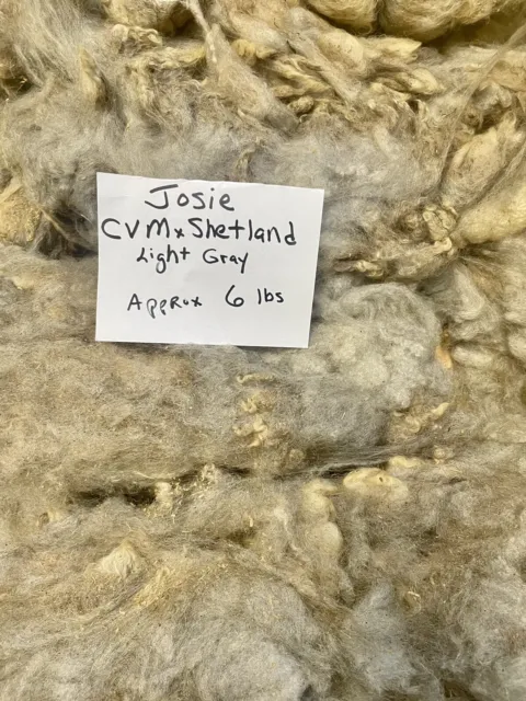 Fleece Shetland-CVM Raw Wool  Lt Gray Approx 6 lbs 4” Staple  VM Lost Acres Farm