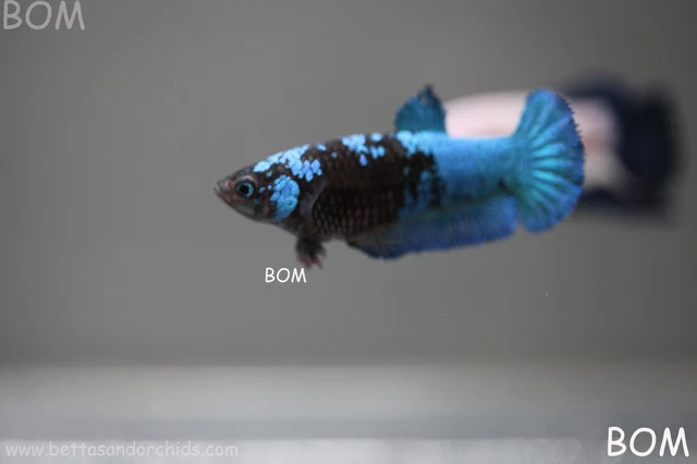 FEMALE Betta Plakat AVATAR Blue Black : Unique Fish | BOM281